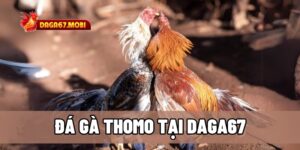 Đá gà Thomo